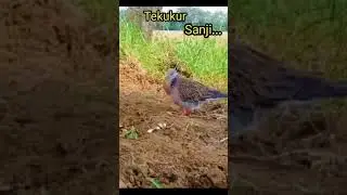 Suara Tekukur pikat Sanji....#Shorts