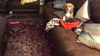 Beagle want s it more than the Rottweiler.