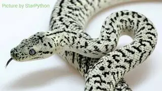 Granite Jag Carpet Python Ovulation