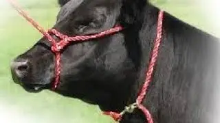how to make Cow rope at home | Easy way to make rope in 1 minutes 2023