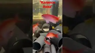 Антиасы.