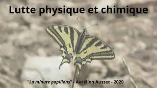 La lutte physique et chimique contre les papillons ravageurs