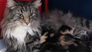 Litter Wayward Sisters &hearts; Arashi Norwegian Forest Cats &hearts; 2 weeks