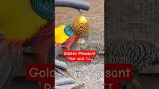 Босс им всё расскажет #birdtrend #ti #letemknow #pheasants #ytshorts #goldenpheasants