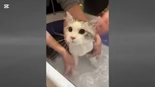 #Variety#store ### cute## meows##animals##natural