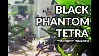 Black Phantom Tetra in community tank