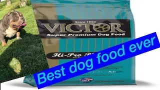 What dog food should you feed your American bully