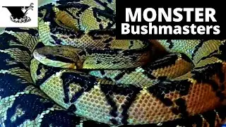 2 MONSTER Bushmasters Species |  Lachesis muta vs Lachesis stenophrys
