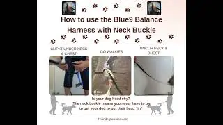 How to use the Blue9 Balance harness