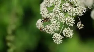 Hoverflies -  Eristalis Nemorum
