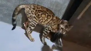 kucing bengal betina wa 082298245333 bisa kirim seindo