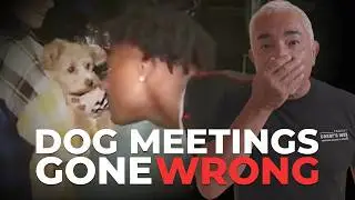 How NOT to Meet a New Dog | Training Tips with Cesar Millan