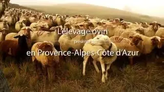L'élevage ovin en Provence-Alpes-Côte d'Azur