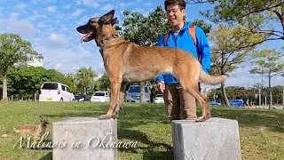 マリノア犬は公園で歩くだけの散歩はしません。人気者でした。