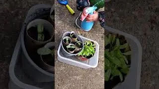 It's good to have a little helper #growkids #kidsactivitiesblog #childrensproject #kidsgarden