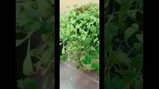 बहुत ही आसानि से उगने वाले पौधे 🌿 Easy to grow 🪴 plant #plants #greenplant