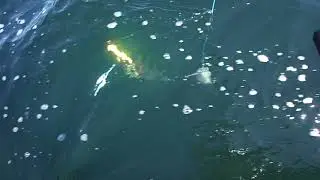 Wigglefin Swarm Flasher