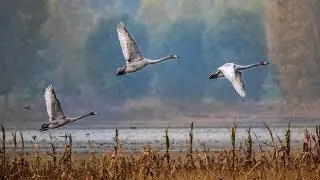 Over 1,500 migratory whooper swans fly to N China's Shanxi