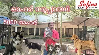 Siberian Husky, Golden retriever  Rottweiler, Labrador and German shepherd puppies 