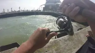 BIG 30in+ KING(CHINOOK) SALMON caught in Port Washington, WI