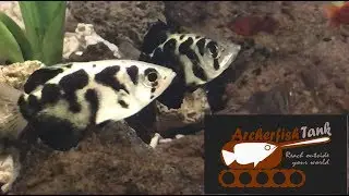 Welcome to Archerfish Tank