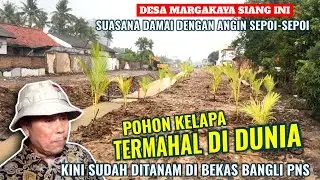 DESA MARGAKAYA SIANG INI. POHON KELAPA TERMAHAL DIDUNIA AKHIRNYA MULAI DITANAM DI BEKAS BANGLI PNS