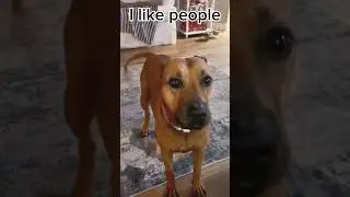 RELATABLE! 🤣🐶❤️ #shorts #relatable #dog #animals #memes #dogs #animal #funny #memes #meme #dogs