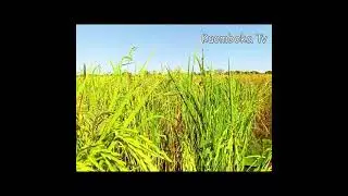TUYANA MUSICAL BAND - KUTAHE BANNA LUYAHE ( LITUNGA LYAMA FUCHI LIBOSI IMWIKO) #MBUNGA #music