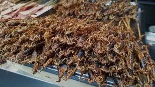 |China's Exotic Palate||The Culture of Unconventional Cuisine||Wild Flavors of China|