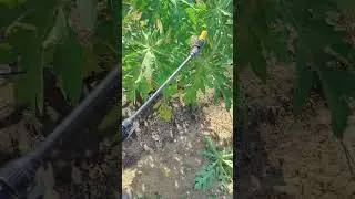 Prevention against spider mites
