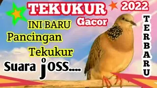 DEROK, DERKUKU, TEKUKUR GACOR, BIKI DERKUKU LAIN LANGSUNG NYAUT  IKUT BUNYI, TEKUKUR BETINA GACOR,