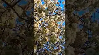#cherryflower🌸 #beautiful #views #visitengland #cottagegarden #englishcountryside #trending #spring