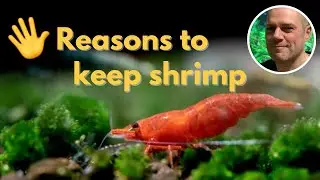 🖐️ 5 причин добавить креветку &laquo;Красная вишня&raquo; в свой аквариум 🦐