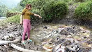 TOP VIDEO : Unique fishing, Survival Fishing - Harvesting Many Big Fish - Survival Skills