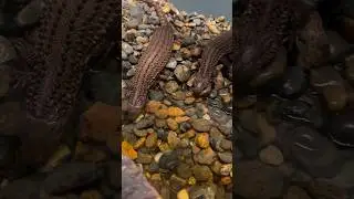 Borneo Earless Monitor Lizards