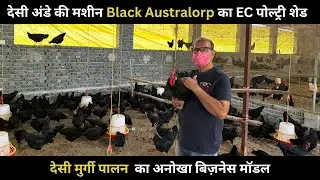 जानिए देसी मुर्गी पालन का अनोखा बिजनेस आइडिया | Black Australorp Farming in EC Shed