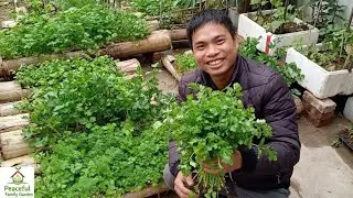 Growing Cilantro in a Banana Stem – Simple and Effective