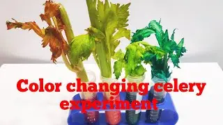 How to make color changing celery with the help of food colors #experiment #activities #4k