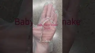 Beautiful Shed From a Baby Corn Snake