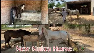 New Nukra Horse 🐴 ​⁠@KhubaibSandhu_