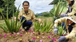 How to Grow Aloe Vera at Home in 8 Minutes | DIY Aloe Vera Garden | DIY at Home
