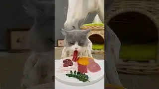it's kbiii world 🌎 #CatFood#FelineNutrition#CatFeed#PetFood#CatCar#CatLovers#FelineParents#CatMom