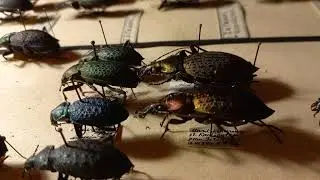 UNIQUE COLLECTION OF GROUND BEETLES, Carabus, Carabidae, ENTOMOLOGY DEPT, INST ZOOLOGY, KYIV UKRAINE