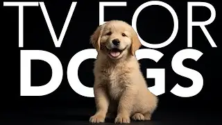 20 HOURS of Dog Adventure TV 💖🦮 Home Dog Adventures: Hike Nature Trails Virtually Together