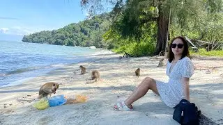 Wild Macaques on Monkey Beach, Penang