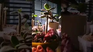 Jade Bonsai forest start