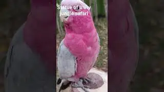 #statue of unity#jungle safari