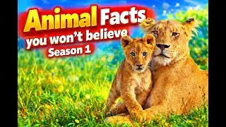 Animal Facts You Won&rsquo;t Believe | Compilation Video | Season 1 | Funny Anchoring Edition