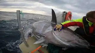 Researchers are tagging gigantic bluefin tuna on the Norwegian west coast