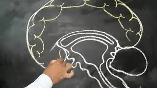 Easy way to draw human brain